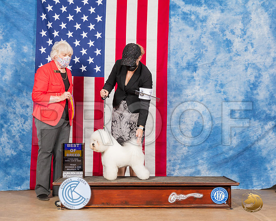 Bichon Frise #6 Fri BOB Judge McKennon__SR_3017_Bellville2020_HR3