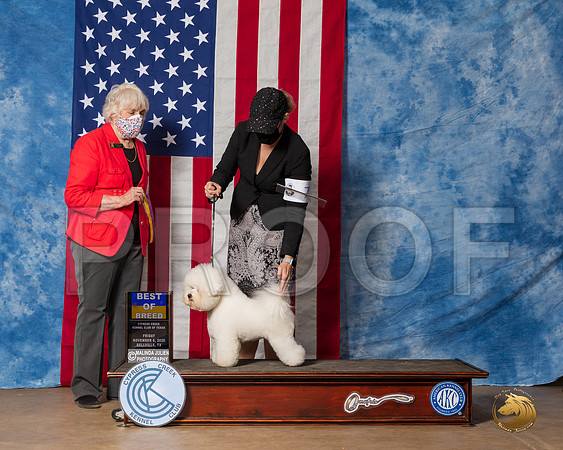 Bichon Frise #6 Fri BOB Judge McKennon__SR_3019_Bellville2020_HR3