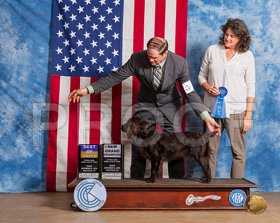 Boykin Spaniel #5 Fri BOB GrCh Judge Grace Fritz__SR_2944_Bellville2020_HR3