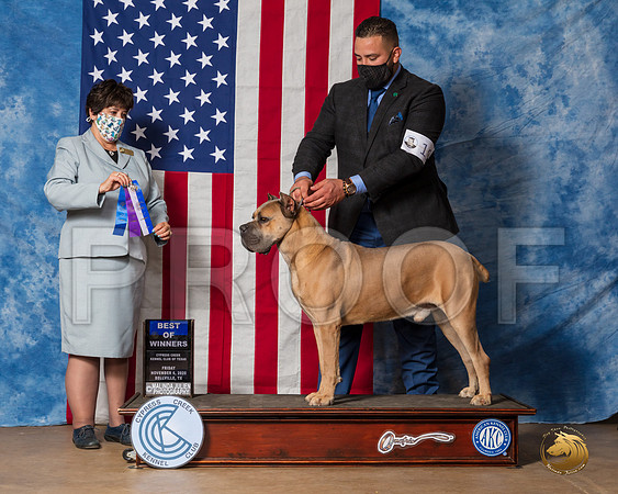 Cane Corso #17 Fri BOW Judge Falconer__SR_3033_Bellville2020_HR3
