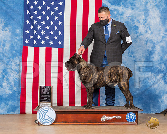 Cane Corso #19 OHG2 Judge Gena Box Young__SR_3023_Bellville2020_HR3
