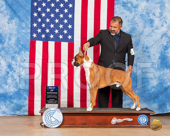 Boxer #11 Sat BOW Judge McDevitt__SR_3132_Bellville2020_HR3