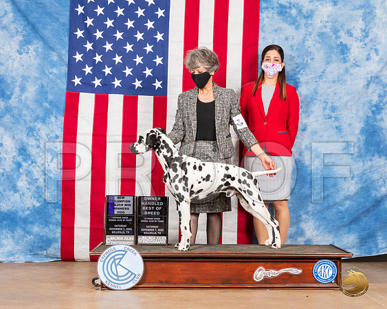 Dalmatian #5 Sat BOW BOS NCh Judge Neil McDevitt__SR_3156_Bellville2020_HR3