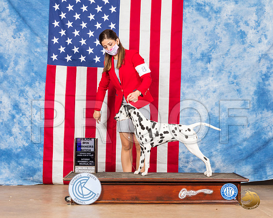 Dalmatian #8 Sat WB Maj  Judge Neil McDevitt__SR_3169_Bellville2020_HR3