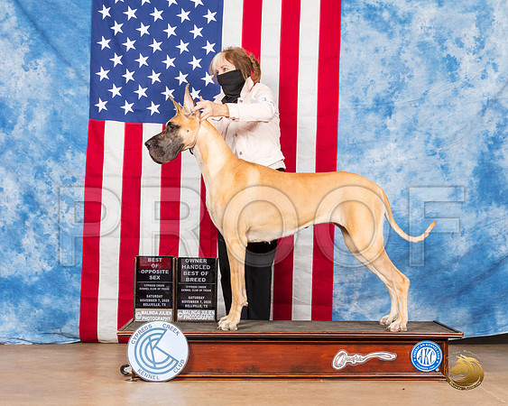 Great Dane #14 Sat BOS BOBOH Judge RC Williams__SR_3149_Bellville2020_HR3