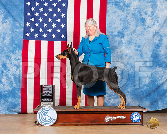 Doberman Pinscher #14 Sat BOS Judge Neil McDevitt__SR_3171_Bellville2020_HR3