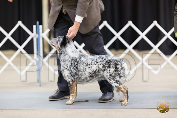 Australian Cattle Dog Sat Mari Bailey Villanueva__MJ_0128_Bellville2020_HR3