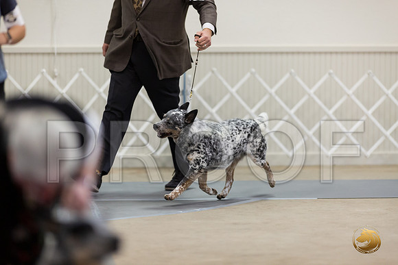 Australian Cattle Dog Sat Mari Bailey Villanueva__MJ_0147_Bellville2020_HR3