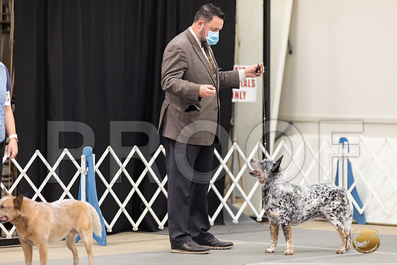 Australian Cattle Dog Sat Mari Bailey Villanueva__MJ_0153_Bellville2020_HR3
