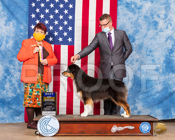 Australian Shepherd #9 Sat BOB Judge Dr Huber__SR_3280_Bellville2020_HR3
