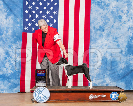 Basenji #6 Sat BOW Judge Tim Robbins__SR_3229_Bellville2020_HR3