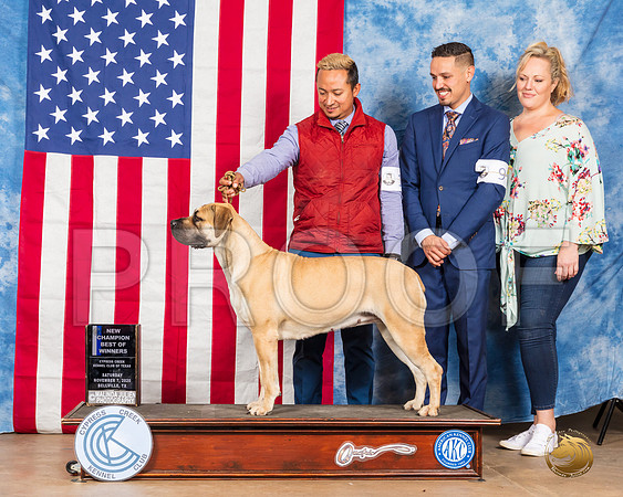 Boerbel #12 BOW NCh Judge Tim Robbins__SR_3236_Bellville2020_HR3