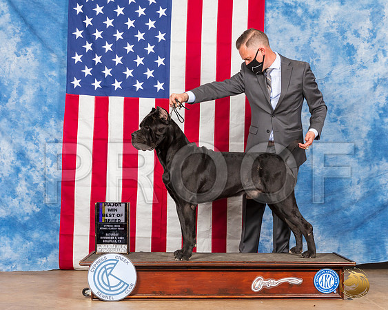 Cane Corso #11 Sat BOB Judge RC Williams__SR_3275_Bellville2020_HR3