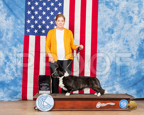 Cardigan Welsh Corgi #17 Sat OH2 Judge Marie Falconer__SR_3201_Bellville2020_HR3