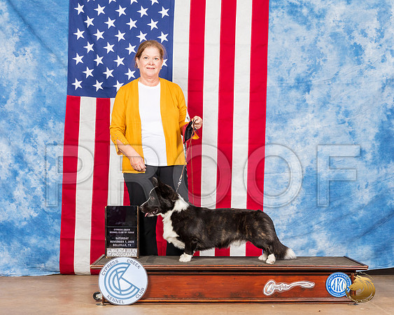 Cardigan Welsh Corgi #17 Sat OH2 Judge Marie Falconer__SR_3205_Bellville2020_HR3