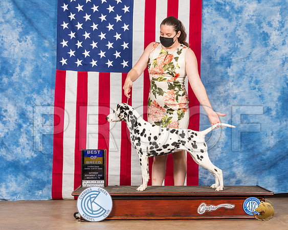 Dalmatian #22 Sat BOB Judge McDevitt__SR_3398_Bellville2020_HR3