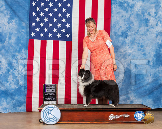 Shetland Sheepdog #12 Sat RWB Judge Dr Huber__SR_3368_Bellville2020_HR3