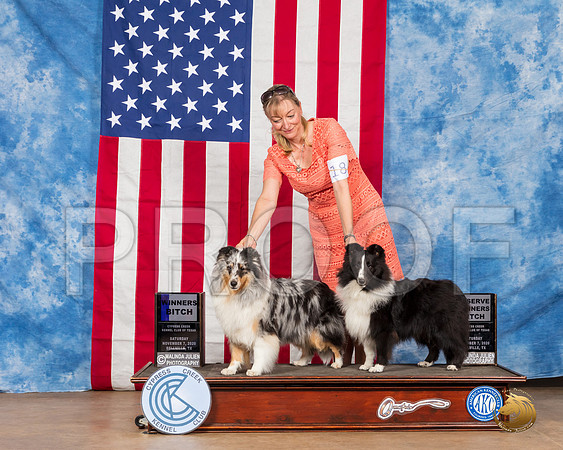 Shetland Sheepdog #18 Sat WB Judge Huber__SR_3362_Bellville2020_HR3