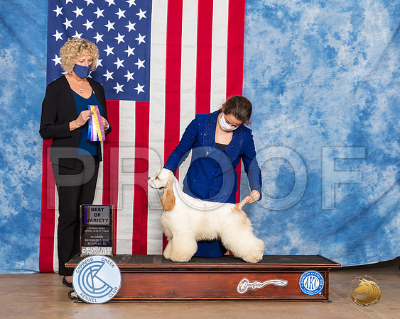 Cocker Spaniel Parti #17 Sat BOV Judge Amy Gau__SR_3610_Bellville2020_HR3