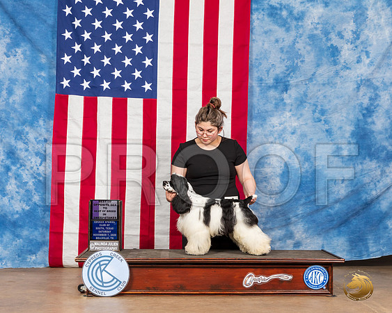 Cocker Spaniel Parti #19 Sat BOSweeps__SR_3448_Bellville2020_HR3
