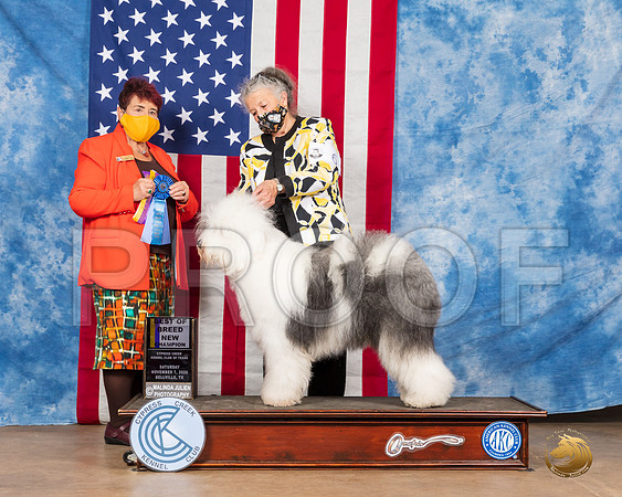 Old English Sheepdog #6 Sat BOB NCh Judge Dr Huber__SR_3417_Bellville2020_HR3