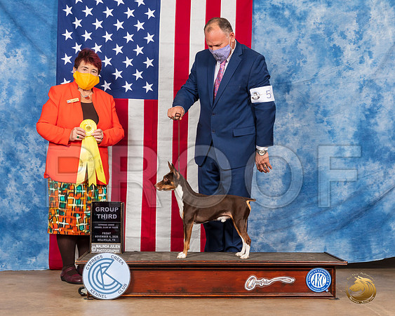 Rat Terrier #5 Sat G3 Judge Dr Huber__SR_3442_Bellville2020_HR3