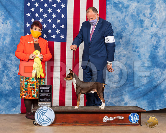 Rat Terrier #5 Sat G3 Judge Dr Huber__SR_3443_Bellville2020_HR3