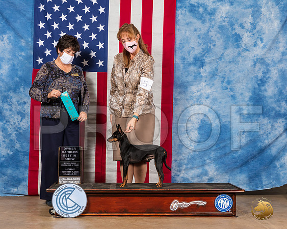 Toy Manchester Terrier #5 Sat OHBIS Judge Marie Falconer__SR_3631_Bellville2020_HR3