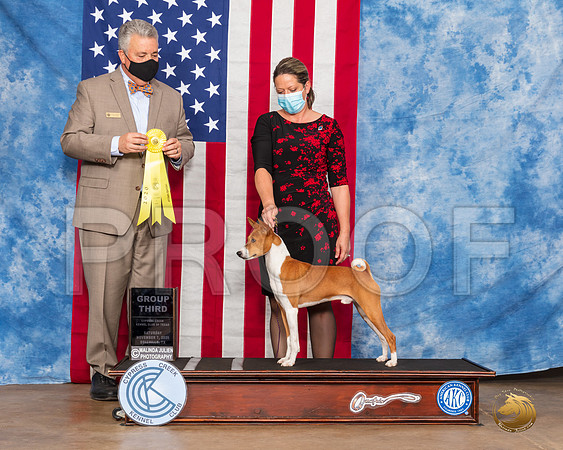 Basenji # Sat G3 Judge Neil McDevitt__SR_3561_Bellville2020_HR3