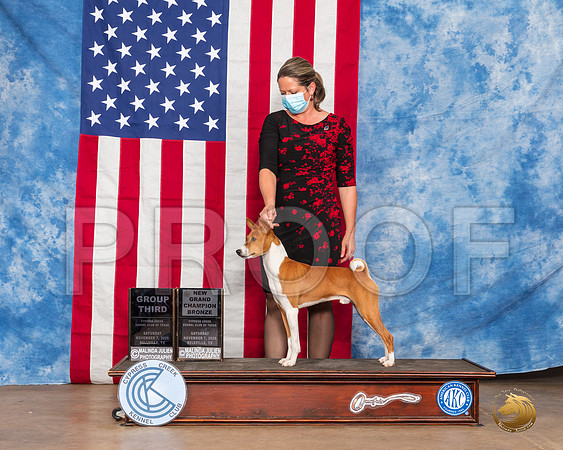 Basenji #5 Sat G3 NGrChBrnz Judge Neil McDevitt__SR_3545_Bellville2020_HR3