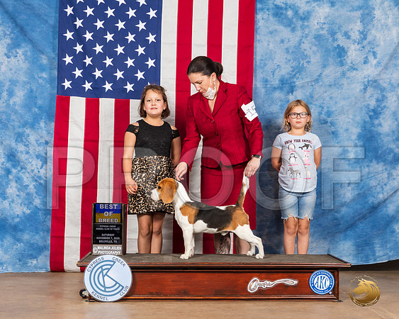 Beagle #15 Sat Judge Marie Falconer__SR_3460_Bellville2020_HR3