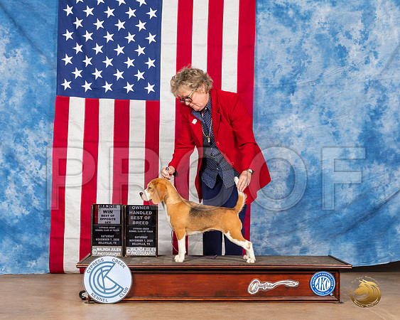 Beagle 15 #12 Sat BOS Judge Marie Falconer__SR_3430_Bellville2020_HR3