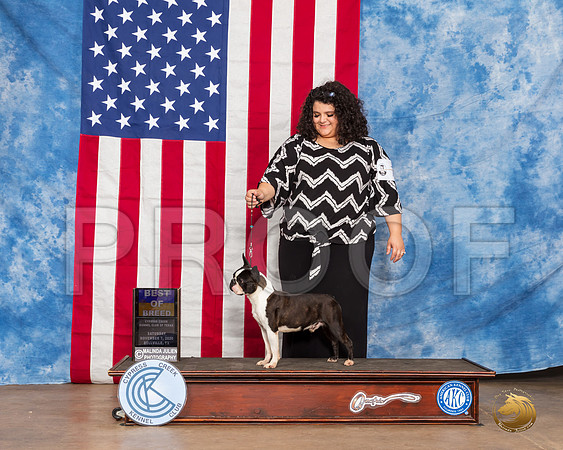 Boston Terrier #7 Sat BOB Judge Grace Fritz__SR_3521_Bellville2020_HR3