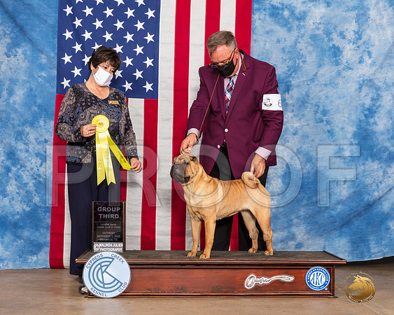 Chinese Shar Pei #8 Sat G3 Judge Marie Falconer__SR_3488_Bellville2020_HR3