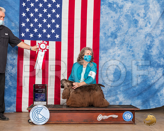 Cocker Spaniel ASCOB #5 Sat BOS Judge Dr Clyde Shaw__SR_3622_Bellville2020_HR3