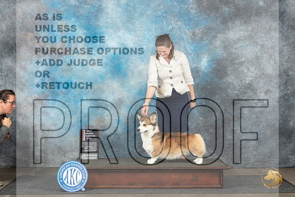 Pembroke Welsh Corgi #17 Sun BOSGCH Judge Sharon Newcomb__JP_4031_Lubbock_2024_HR3