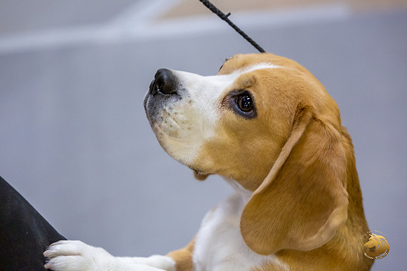 Beagle #6 Ring Sat Lydia Joiner_JJL_8937_Bellville2020_HR3