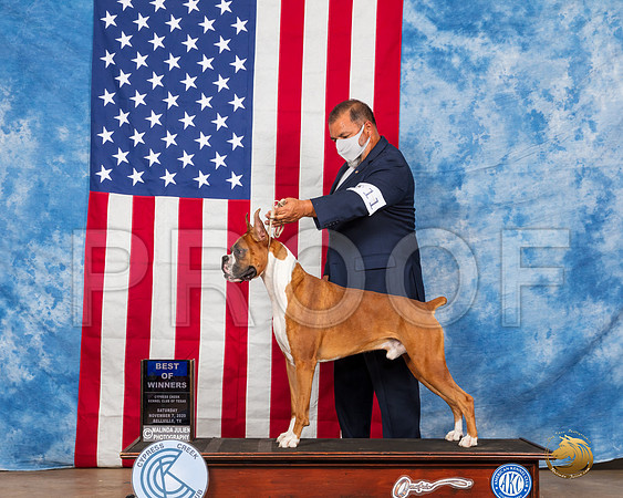 Boxer #11 Sat BOW Judge McDevitt RESHOOT__SR_3667_Bellville2020_HR3