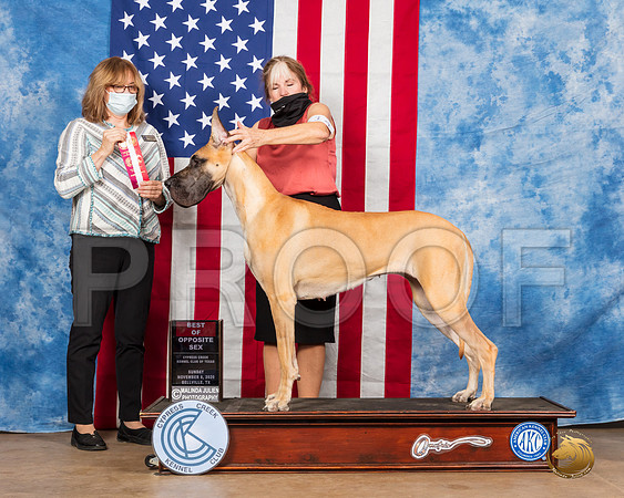 Great Dane #14 Sun BOS Judge Grace Fritz__SR_3703_Bellville2020_HR3
