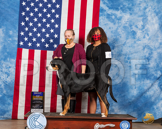 Swiss Mountain Dog #6 Sun BOB Judge Grace Fritz__SR_3685_Bellville2020_HR3