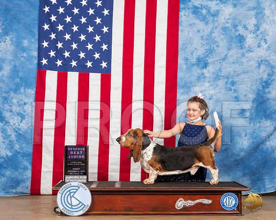 Basset Hound #J400 Sun RBJr Judge Carter__SR_3715_Bellville2020_HR3