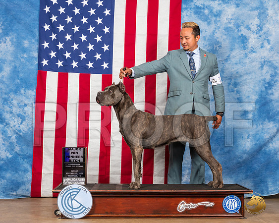 Cane Corso #18 Sun WB Judge Grace Fritz__SR_3733_Bellville2020_HR3