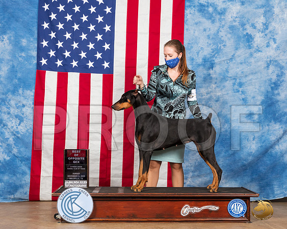 Doberman Pinscher #10 Sun WB Judge Grace Fritz__SR_3795_Bellville2020_HR3
