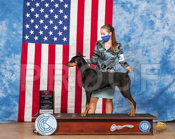 Doberman Pinscher #10 Sun WB Judge Grace Fritz__SR_3799_Bellville2020_HR3
