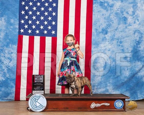 French Bulldog #14 Sun BOS Judge RC Williams__SR_3768_Bellville2020_HR3