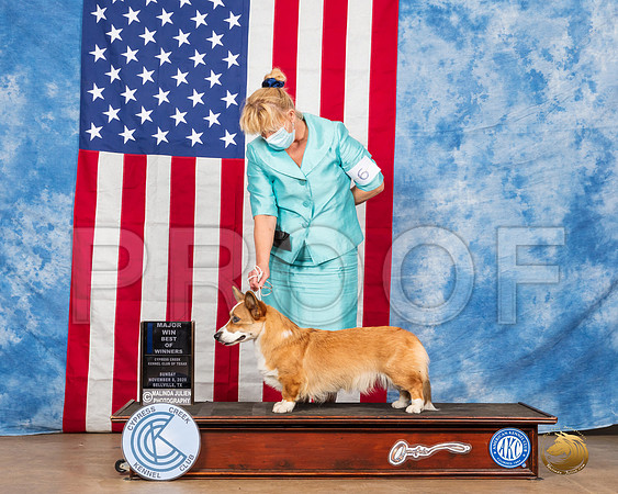 Pembroke Welsh Corgi #6 Sun BOW Judge Barnhart__SR_3775_Bellville2020_HR3