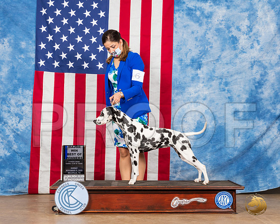 Dalmatian #6 Sun BOW Judge RC Williams__SR_3854_Bellville2020_HR3