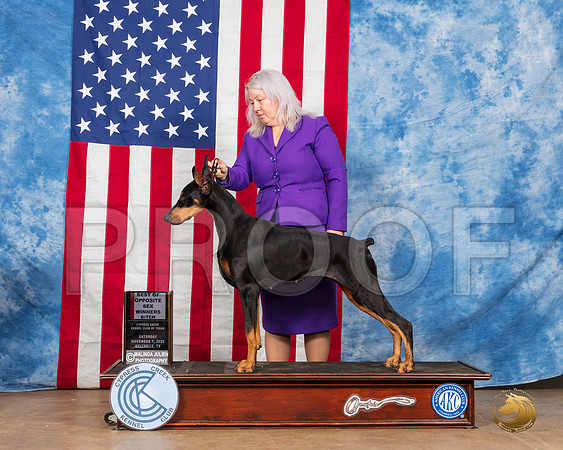 Doberman Pinscher #14 WB Judge McDevitt RESHOOT__SR_3826_Bellville2020_HR3