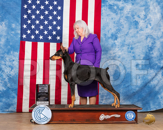 Doberman Pinscher #14 WB Judge McDevitt RESHOOT__SR_3828_Bellville2020_HR3