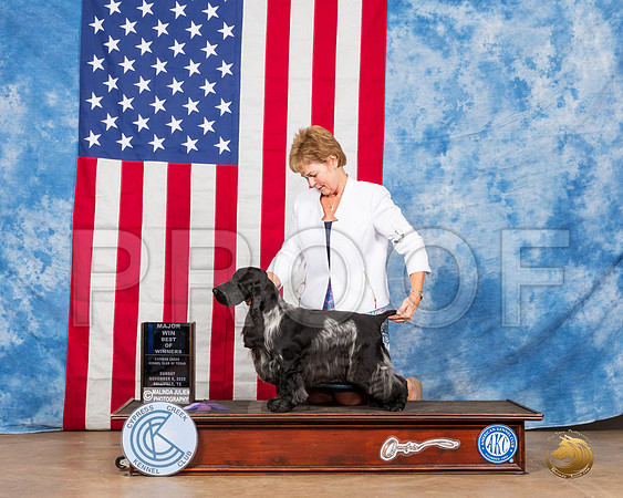 English Cocker Spaniel #5 Sun BOW Judge Carter__SR_3864_Bellville2020_HR3